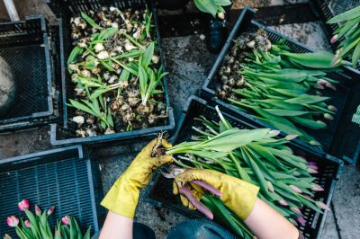 Quel emplacement est idéal pour les bégonias de glace?