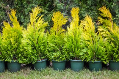 Que faire quand la trompette de l'ange perd ses feuilles