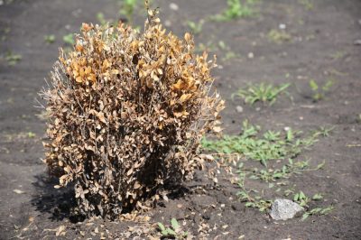 Que faire des vers blancs dans le compost?