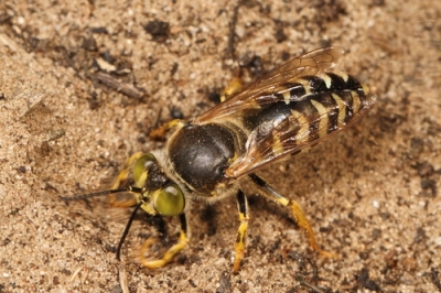 Können Wespen unter Pflaster nisten?