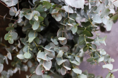 Cultivez l'eucalyptus comme plante d'intérieur