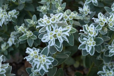 Que faire de l'Euphorbia pendant les gelées hivernales?