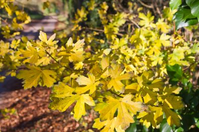 Érable champêtre en automne - le meilleur moment pour un peu de soin