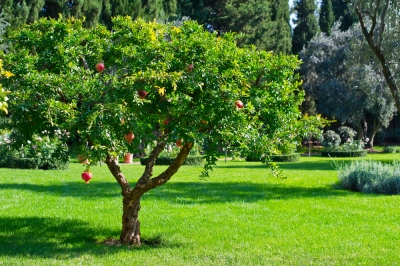 Héron en portrait pour la défense réussie dans le royaume des jardins