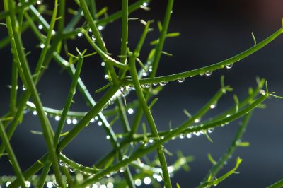 Une épée flamboyante comme plante d'intérieur: conseils d'entretien