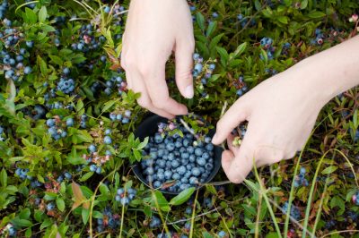 À quoi devrait ressembler le sol idéal pour les lilas