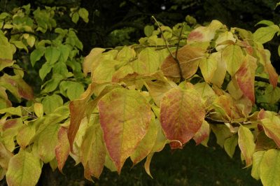 Planter des lilas en automne - instructions et conseils