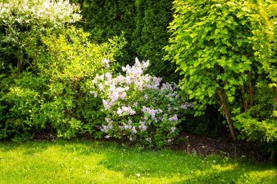 Sous-plantation de lilas - quelles espèces conviennent?