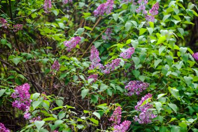 Rajeunir un vieux lilas - c'est ce à quoi vous devez faire attention