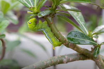 Quels ravageurs se produisent dans Frangipani?