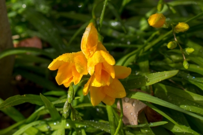 Freesias dans le jardin - est-ce possible?