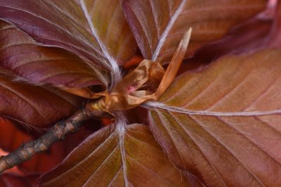 Vaut-il mieux arroser le jardin le matin ou le soir?