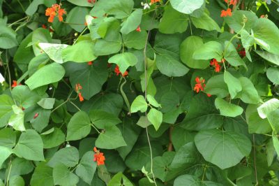 Un abri de jardin peint en gris et blanc: moderne et élégant