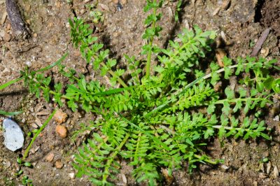 Dois-je également peindre l'intérieur de mon abri de jardin?