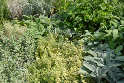 Un mur de jardin d'Ytong - est-ce possible et comment est-il érigé