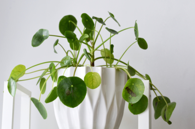 Nettoyer le mur du jardin: voici à quoi ressemble la maçonnerie comme neuve