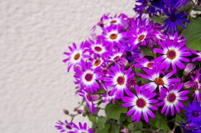 Décorez avec style une chaise de jardin et des idées