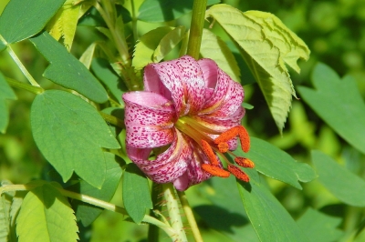 Débouchage du bassin de jardin: quand et comment ça marche?