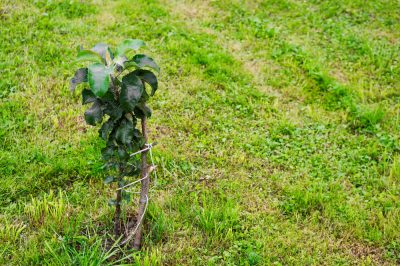 Sélectionnez des plantes aquatiques pour l'étang ornemental