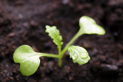 Nos conseils de jardinage pour février