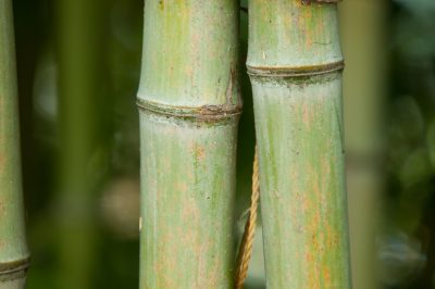 Quelle doit être la largeur de ma nouvelle allée de jardin?