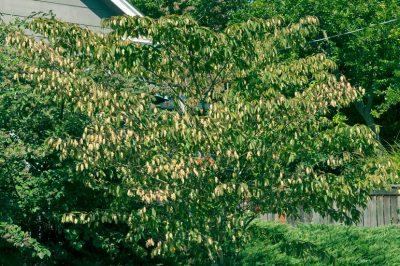 Allées de jardin en gravier et astuces pour la conception