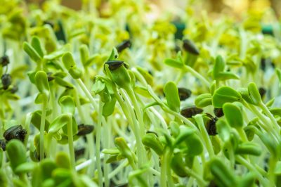 Un bon arrosage du potager