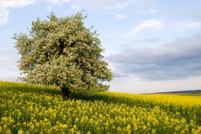 Quelles tâches devez-vous faire dans le potager en automne?