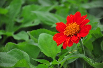 Mon gerbera a l'oïdium!, Aide