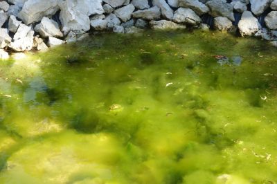 Que faire lorsque les algues vertes assiègent l'étang du jardin?