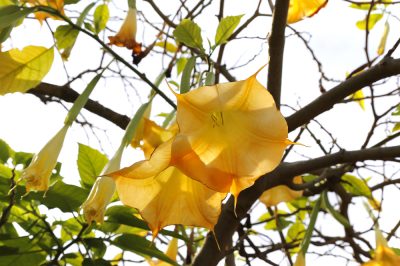 Jardins suspendus d'hier et d'aujourd'hui - mondes et idées merveilleux