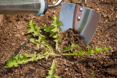 Remèdes maison efficaces contre les mauvaises herbes