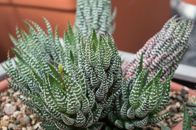 Voici à quoi ressemble le soin correct de l'Haworthia