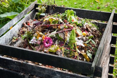 Oeillet de bruyère: plantation et entretien