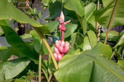 Un petit portrait de 14 belles plantes indigènes des marais