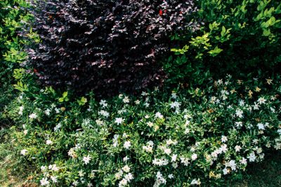 Utiliser des herbicides dans le jardin?