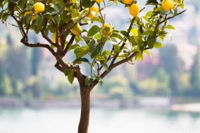 Vous pouvez utiliser ces légumes pour planter le lit surélevé en août