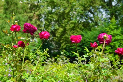 Réduire le sirop de fleur de sureau fin