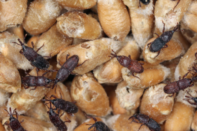 Identifier et contrôler les coléoptères dans la maison
