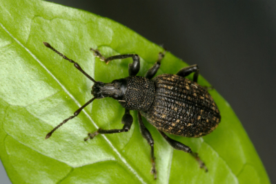 Détectez et combattez les insectes à la maison