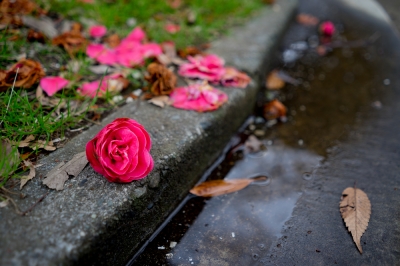 Les fleurs de mes camélias tombent!, Au secours