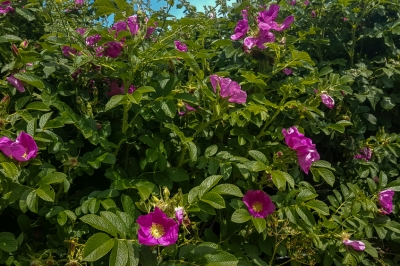 Une haie avec des roses de pommes de terre et des astuces