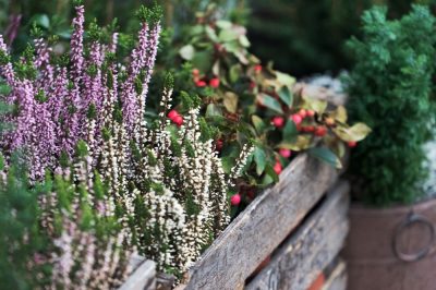 Utilisez des plantes grimpantes comme écrans d'intimité dans le jardin