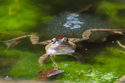 Voilà à quel point l'ail est efficace contre les aleurodes