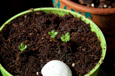 Sol de coco: à quelles plantes le substrat convient-il?