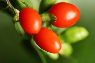 Herbière dans la boîte du balcon - 3 suggestions de plantation pour les gourmets