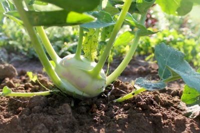 Un lit d'herbes composé de pierres végétales - une solution intelligente!