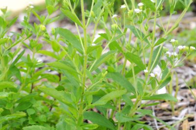 Utilisez des pierres végétales pour construire votre propre spirale d'herbes