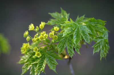 Érable sphérique fertilisant - quand et comment le faire correctement