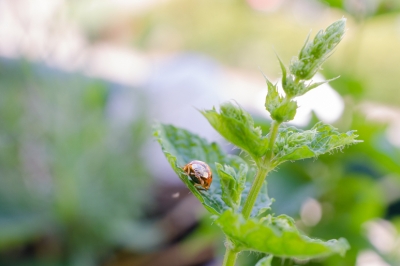 Fleurs de balcon - c'est ainsi que vous combattez les poux rapidement et efficacement